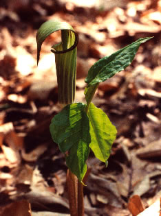 Arisaema s0066